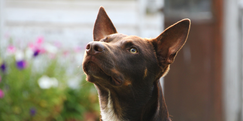 Iden Kennel's photography
